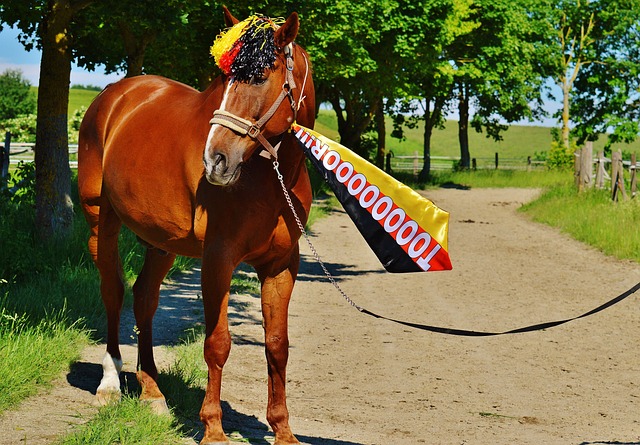 赛最为贴切 赛最为贴切